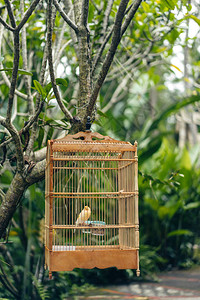 木笼里的小鸟的近视图片