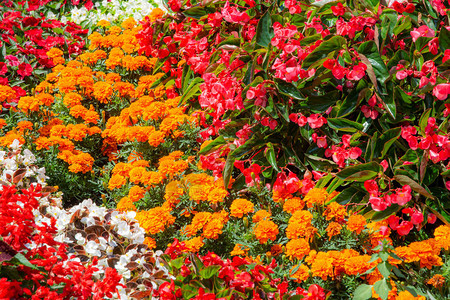 花园里的花坛各种鲜花图片