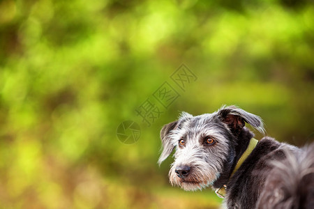 一只混合品种的野狗在户外站立着灰色毛皮图片