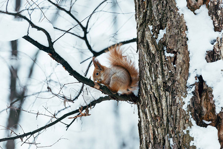 在冬季森林中坐在树上的可爱松鼠有图片