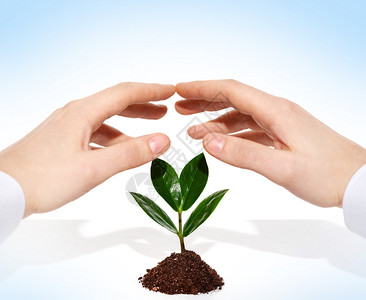 人类手保护在土壤中生图片