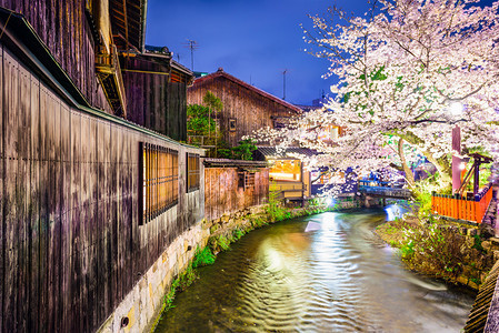 日本京都河流边的樱花树图片