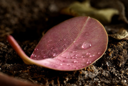 下雨或露珠落下的枯叶图片