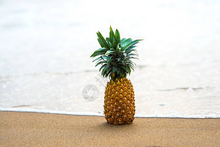 站在海边沙滩上的菠萝图片