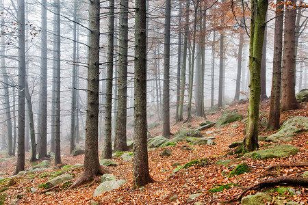 秋天风景秋天的欧洲森图片