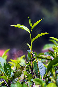 斯里兰卡美丽的高地茶背景图片