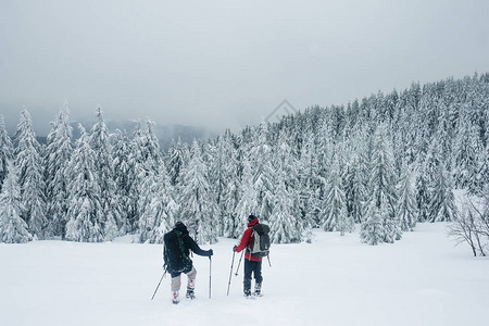 在喀尔巴阡山脉雪林中图片