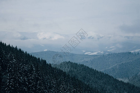Gorgany山的黑暗森林景观图片