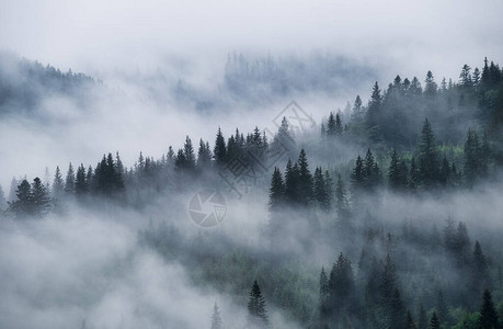 山中的雾林景观与树木和薄雾雨后的风景背景视图自图片