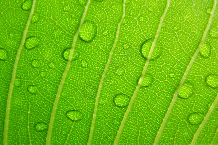 水滴和绿叶花园图片