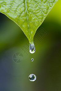 雨季的水滴背景图片