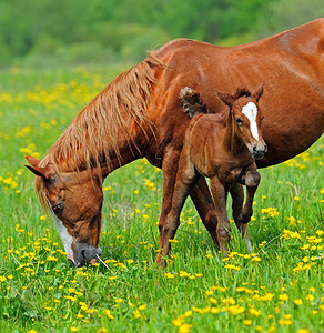 马与小牛在牧场上图片