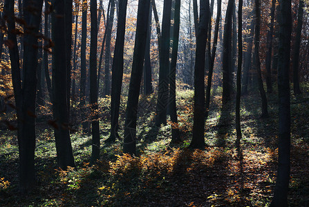 有背光的秋天茂密的森林图片