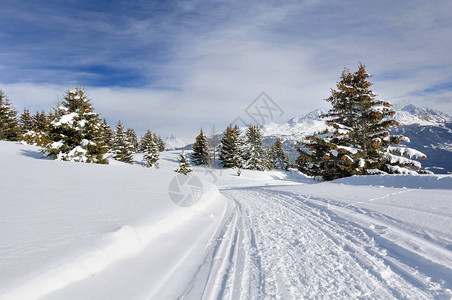 雪中小路穿过山中的大冷杉图片