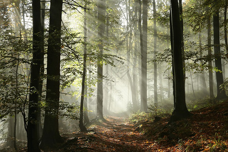 在阳光下被雾包围的森林小径图片