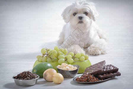 小白马耳他犬和对他有毒的食物成分背景图片