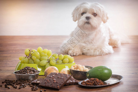小白马耳他犬和对他有毒的食物成分背景图片