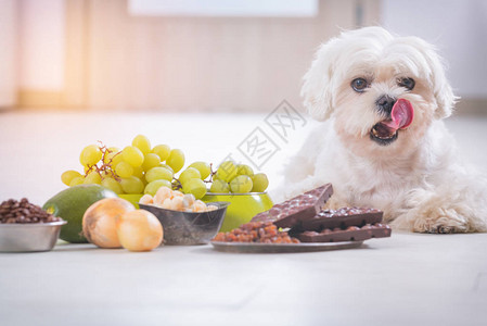 小白马耳他犬和对他有毒的食物成分背景图片