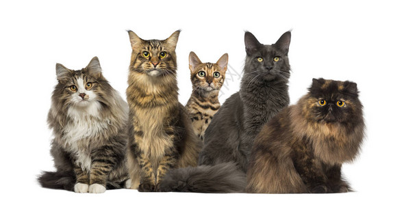 一群坐着的猫在白图片