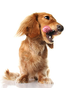 有趣的腊肠犬伸出舌头图片