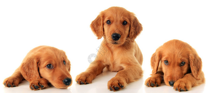 三只金毛小狗背景图片
