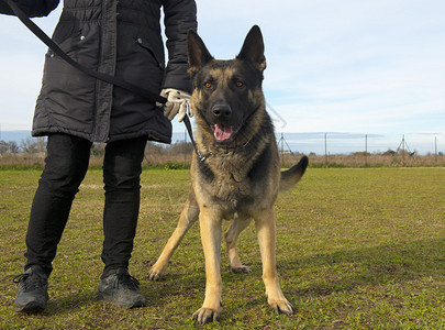 纯种德国牧羊犬和户外主人的肖像图片