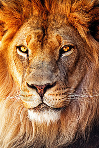 一位非洲男狮子图片