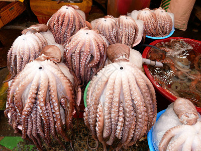 大章鱼是南韩釜山Jagalchi市场的图片