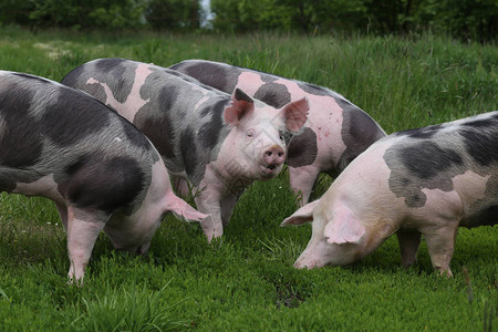农村动物农场的家养猪户图片