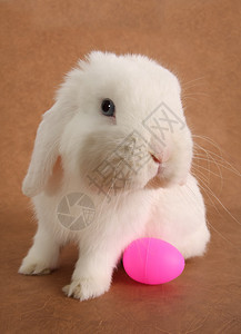 小兔子和一个复活节彩蛋图片
