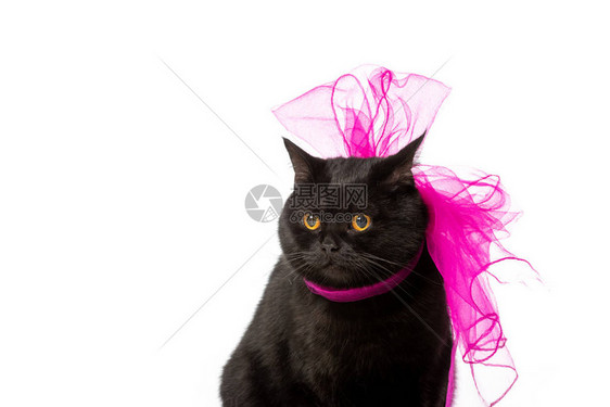 粉红节礼弓中的黑英短头发猫在白色图片