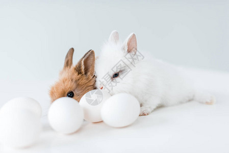 白色的可爱毛茸的兔子和鸡蛋的特写视图图片