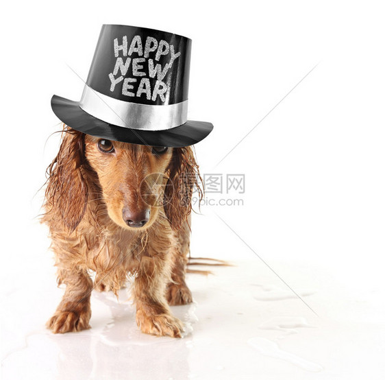 戴着快乐帽子的湿淋的小狗图片