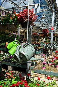 家装店园艺区展示的植物和园艺用品图片