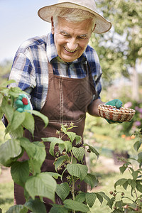 老人在他的花园里工作种着草莓丛图片