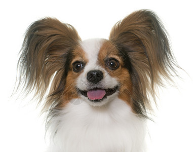 白背景面前的pap图片