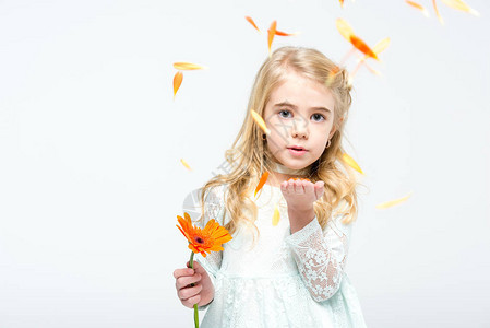 小女孩吹风的花瓣橙色的雪贝拉花朵图片