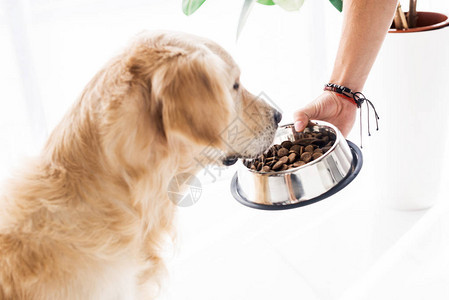 男人用狗粮喂有趣的金毛猎犬的剪影图片