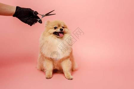 戴着乳胶手套的专业美容师用剪刀为粉红色的波美拉尼亚斯皮茨狗做发图片