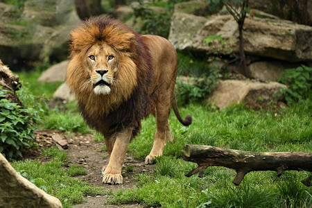 在圈养的岩石地方的雄狮铁窗外的非洲野生动物豹狮大自然中的图片