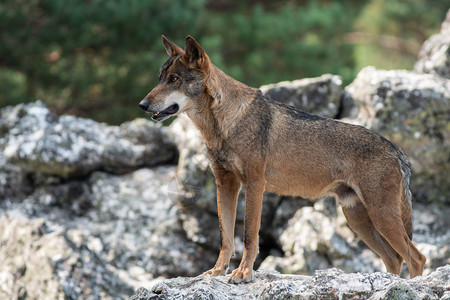 伊比里亚狼CanisLupus在岩石顶端的标志图片