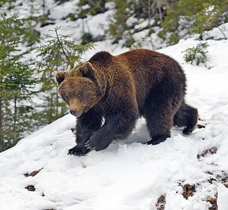 冬天林里的棕熊图片