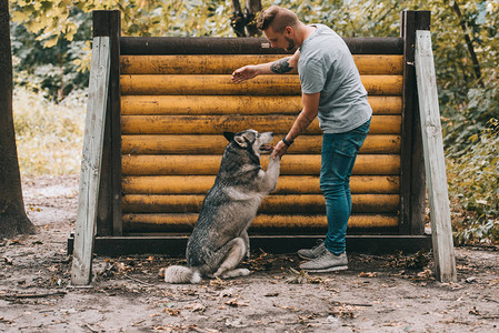 与SiberianHusky狗一起进行关于跳跃障碍物的图片