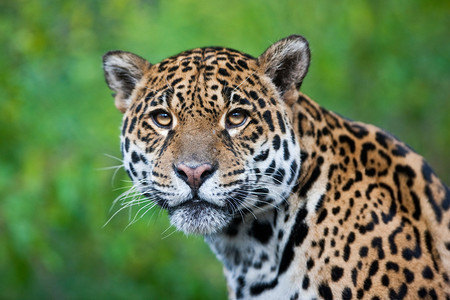 捷豹Pantheraonca美洲虎是仅次于老虎和狮子的第三大猫科动物背景图片