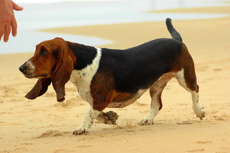一条巴塞特猎犬在海滩上跑向主人图片