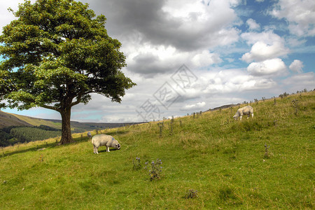 放牧绵羊和大树的奔宁景观图片