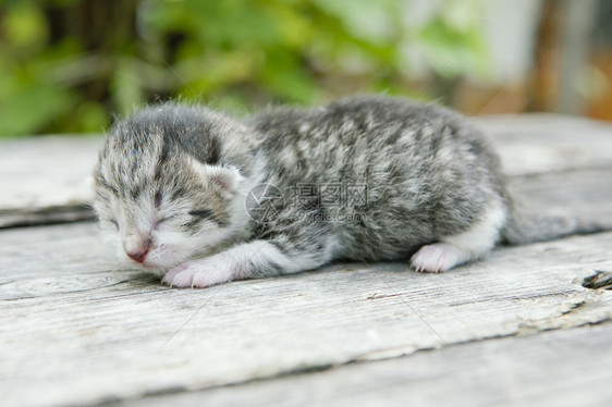 睡觉的新生小猫图片