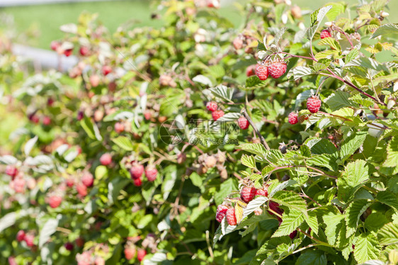 覆盆子树莓图片