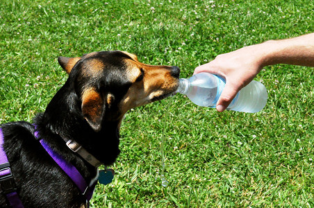狗饮用水图片