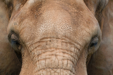 剪切非洲大象头的近视细的皮肤和有选图片